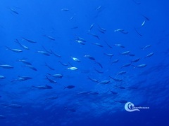 Trachinotus ovatus