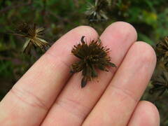 Bidens frondosa