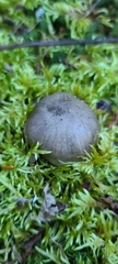 Tricholoma