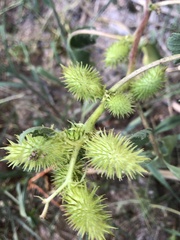 Ambrosiinae