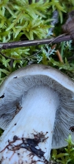 Tricholoma