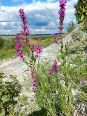 Lythrum virgatum