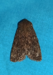 Dasypolia templi