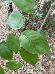 Amelanchier arborea