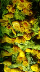 Parazoanthus swiftii