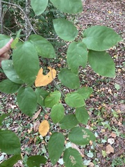 Amelanchier arborea