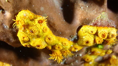 Parazoanthus swiftii