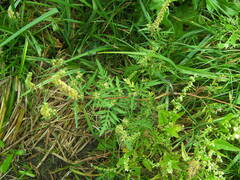 Ambrosia artemisiifolia