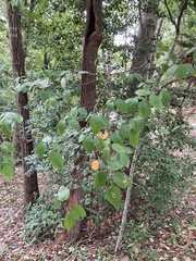 Amelanchier arborea