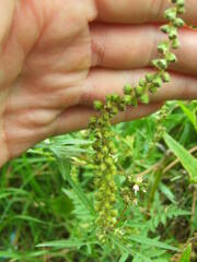 Ambrosia artemisiifolia
