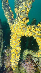 Parazoanthus swiftii