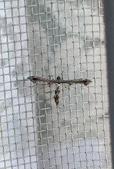 Michaelophorus indentatus