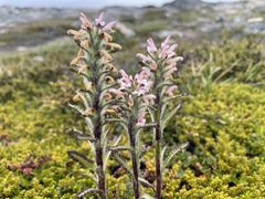 Pedicularis hirsuta