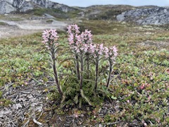 Pedicularis hirsuta