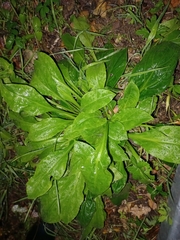 Lactuca virosa