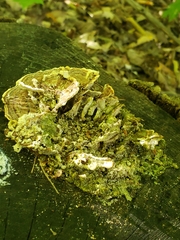 Melanohalea exasperatula