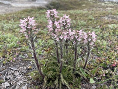 Pedicularis hirsuta