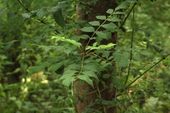 Fraxinus excelsior