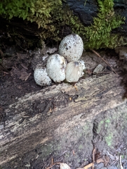Coprinopsis atramentaria
