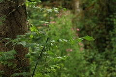 Fraxinus excelsior