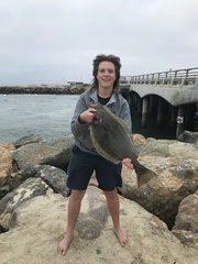 Paralichthys californicus