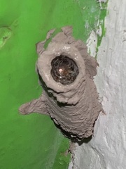 Sceliphron madraspatanum