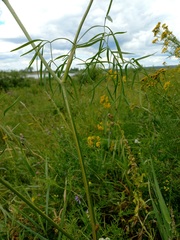 Cenolophium denudatum
