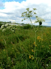 Cenolophium denudatum