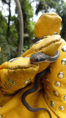 Crotaphopeltis hotamboeia