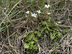 Saxifraga cernua