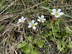Saxifraga cernua