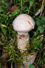 Cortinarius traganus