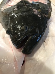 Paralichthys californicus