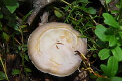Cortinarius traganus