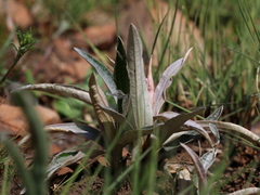 Helichrysum nudifolium