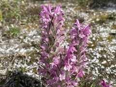 Pedicularis lanata
