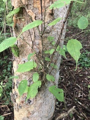 Maclura tinctoria