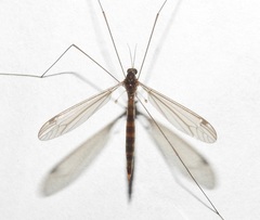 Tipulidae