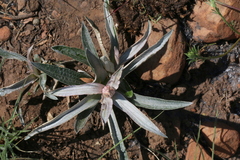 Helichrysum nudifolium