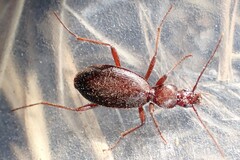 Platyninae