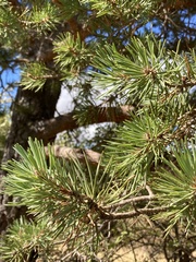 Pinus sylvestris
