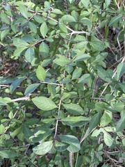 Ilex decidua