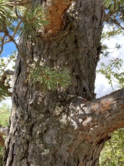 Pinus sylvestris