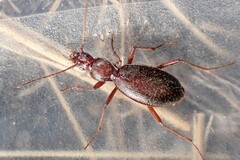 Platyninae