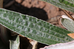 Helichrysum nudifolium