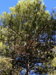 Pinus nigra