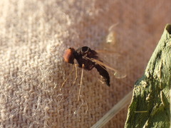 Chrysopilus