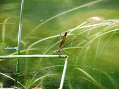Calopteryx haemorrhoidalis