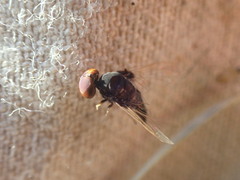 Chrysopilus
