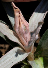 Helichrysum nudifolium